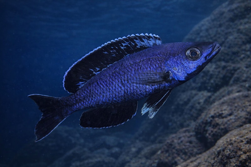 Cyprichromis sp. 'brilliant jumbo' Kitumba